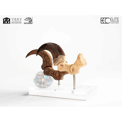 Velociraptor Foot Claw And Fossil Claw Set Jurassic Park