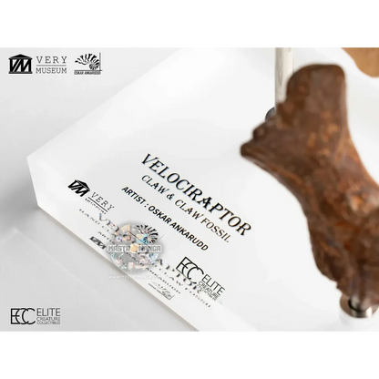 Velociraptor Foot Claw And Fossil Claw Set Jurassic Park