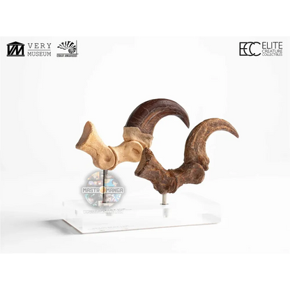 Velociraptor Foot Claw And Fossil Claw Set Jurassic Park